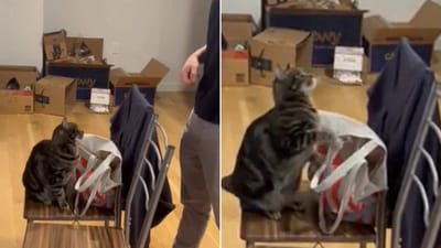 The image, taken from the Reddit video shows the man and the cat. (Reddit/@EZ1112) The image, taken from the Reddit video shows the man and the cat. (Reddit/@EZ1112)