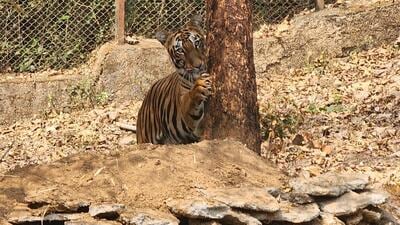 Tigress Srivalli mated with Bajirao and gave birth to four cubs in Sanjay Gandhi National Park on Saturday (HT PHO) Tigress Srivalli mated with Bajirao and gave birth to four cubs in Sanjay Gandhi National Park on Saturday (HT PHO)