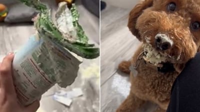 The image shows the dog who destroyed a food packet. (Reddit/@westcoastcdn19) The image shows the dog who destroyed a food packet. (Reddit/@westcoastcdn19)
