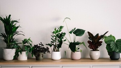 Bring in natural elements: Natural elements such as plants, stones, and wood can help create a sense of peace and tranquillity in your home. Consider adding indoor plants or a small water fountain to bring calming energy into your space. (Unsplash) Bring in natural elements: Natural elements such as plants, stones, and wood can help create a sense of peace and tranquillity in your home. Consider adding indoor plants or a small water fountain to bring calming energy into your space. (Unsplash)