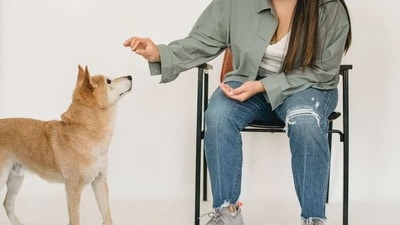 A loving, caring pet parent can help the pet come out of this trauma by making them feel safe, loved and cared (Pexels) A loving, caring pet parent can help the pet come out of this trauma by making them feel safe, loved and cared (Pexels)
