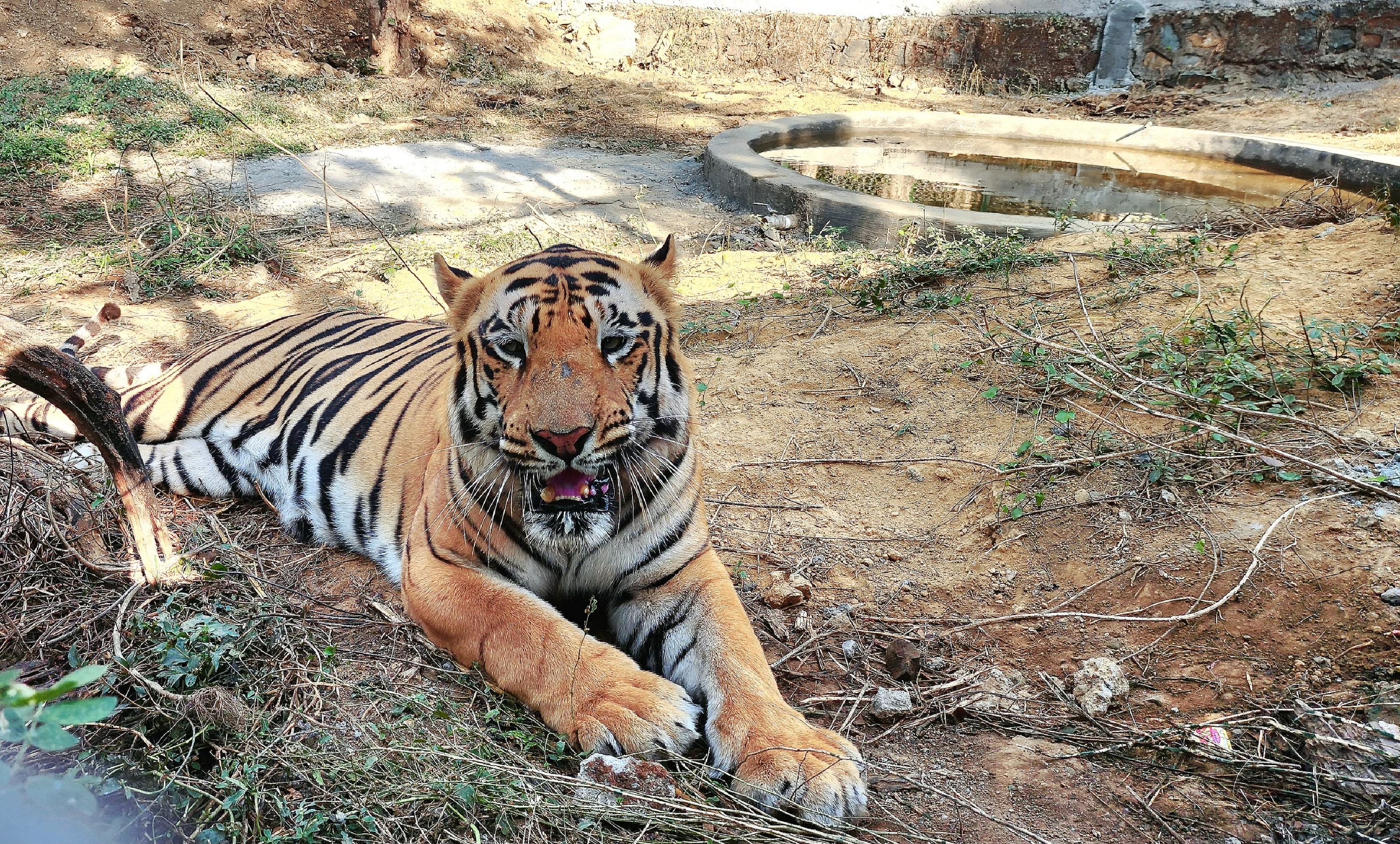 Bajirao, one of the two tigers in Sanjay Gandhi National Park (HT PHOTO) Bajirao, one of the two tigers in Sanjay Gandhi National Park (HT PHOTO)