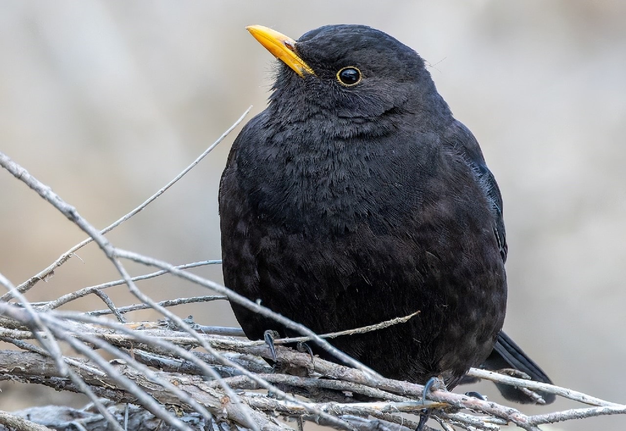 An Indian first, Eurasian blackbird. (PHOTO: ASEEM KALIA) An Indian first, Eurasian blackbird. (PHOTO: ASEEM KALIA)