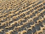A view of around 2,000 mummified rams heads uncovered during excavation work carried out by an American mission from New York University- Institute for the Study of the Ancient World (ISAW) at the temple of Ramesses II in Abydos, Sohag Governorate, Egypt 