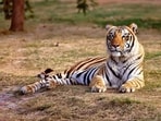Project Tiger was conceived and launched by then Prime Minister Indira Gandhi in 1973. The project was launched on April 1 at Corbett National Park in Uttarakhand Project Tiger was conceived and launched by then Prime Minister Indira Gandhi in 1973. The project was launched on April 1 at Corbett National Park in Uttarakhand