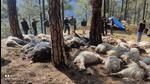 Revenue officials rushed to the spot to assess the situation and conducted the post-mortem of the deceased animals. (HT Photo)