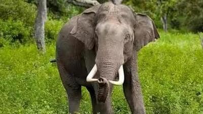 According to state forest minister 70 humans and 80 elephants die every year on average in the human-elephant conflict in Assam (Representative Photo)