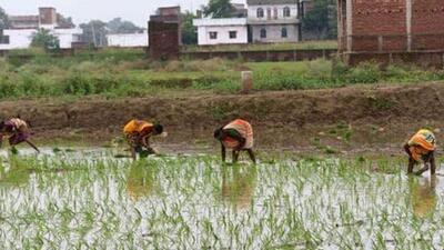 Bihar agricultural minister said the government would unveil the scheme under the fourth agricultural roadmap (Representative Photo)