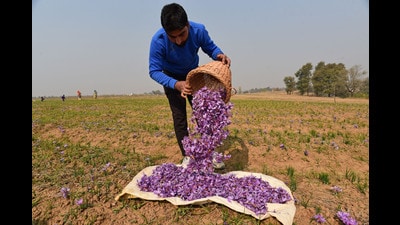 Kashmir’s golden crop saffron is scripting a new history as the per hectare production of the spice has increased manifold bringing cheers among the growers who had been constantly seeing a decline of the crop. (HT File Photo) Kashmir’s golden crop saffron is scripting a new history as the per hectare production of the spice has increased manifold bringing cheers among the growers who had been constantly seeing a decline of the crop. (HT File Photo)