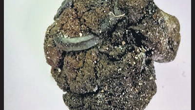Known as plastiglomerate, it is a rock composed of sand, rock fragments, shells and other materials held together by plastic. It is a new form of plastic pollution, which scientists described in 2014. (Photo courtesy: Prasun Goswami) Known as plastiglomerate, it is a rock composed of sand, rock fragments, shells and other materials held together by plastic. It is a new form of plastic pollution, which scientists described in 2014. (Photo courtesy: Prasun Goswami)
