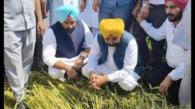 Punjab CM Bhagwant Mann visited Moga, Muktsar, Bathinda and Patiala districts to assess the damage to crops. Punjab CM Bhagwant Mann visited Moga, Muktsar, Bathinda and Patiala districts to assess the damage to crops.