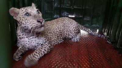 The leopard injured itself while trying to struggle out of the cage, though officials said it is not critically hurt. (Representative Image) The leopard injured itself while trying to struggle out of the cage, though officials said it is not critically hurt. (Representative Image)