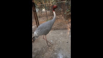 The sarus was found by Arif in August 2022. It was lying injured in his fields. (HT Photo) The sarus was found by Arif in August 2022. It was lying injured in his fields. (HT Photo)