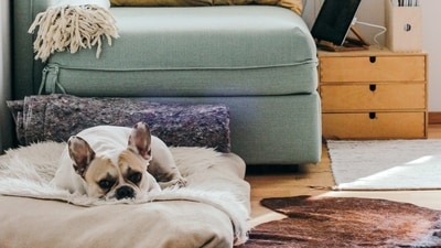 Lethargy: If your pet is more tired than usual or has a decreased energy level, it may indicate an illness. (Unsplash) Lethargy: If your pet is more tired than usual or has a decreased energy level, it may indicate an illness. (Unsplash)