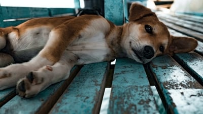 Changes in appetite: If your pet is eating significantly less or more than usual, it could be a sign of an underlying health issue. (Unsplash) Changes in appetite: If your pet is eating significantly less or more than usual, it could be a sign of an underlying health issue. (Unsplash)