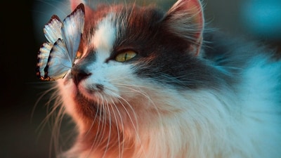 Changes in behaviour: If your pet is acting unusually aggressive or withdrawn, it could be a sign that they are not feeling well. (Unsplash) Changes in behaviour: If your pet is acting unusually aggressive or withdrawn, it could be a sign that they are not feeling well. (Unsplash)