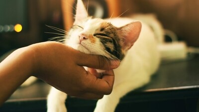 Coughing or sneezing: If your pet has persistent coughing or sneezing, it may be a sign of a respiratory infection or allergy. (Unsplash) Coughing or sneezing: If your pet has persistent coughing or sneezing, it may be a sign of a respiratory infection or allergy. (Unsplash)
