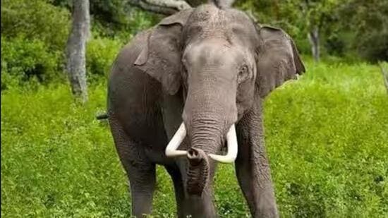 According to state forest minister 70 humans and 80 elephants die every year on average in the human-elephant conflict in Assam (Representative Photo)