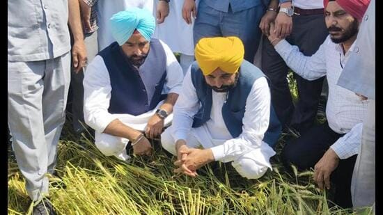 Punjab CM Bhagwant Mann visited Moga, Muktsar, Bathinda and Patiala districts to assess the damage to crops.