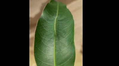 Caterpillar blends in with a leaf. (Twitter/@gunsnrosesgirl3) Caterpillar blends in with a leaf. (Twitter/@gunsnrosesgirl3)