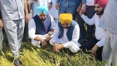 Chief minister Bhagwant Mann has ordered a girdawari (field inspection) to access the impact on the crop that is almost ready to be harvested. A report is expected within a week. (HT Photo) Chief minister Bhagwant Mann has ordered a girdawari (field inspection) to access the impact on the crop that is almost ready to be harvested. A report is expected within a week. (HT Photo)