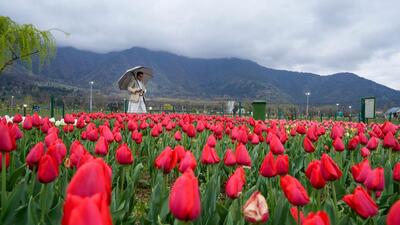 One lakh people, 70% of whom were tourists, visited the Srinagar’s iconic Tulip Garden in the first week of its opening on March 19 despite Ramadan and rainy weather. (PTI) One lakh people, 70% of whom were tourists, visited the Srinagar’s iconic Tulip Garden in the first week of its opening on March 19 despite Ramadan and rainy weather. (PTI)