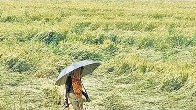 Punjab CM announces audit to assess weather-induced crop loss and prepare the girdawari document to specify land and crop details. (HT File)