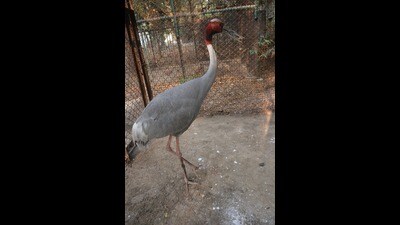 SP MLA asks authorities to put up pic of Amethi resident in its enclosure. (HT Photo) SP MLA asks authorities to put up pic of Amethi resident in its enclosure. (HT Photo)