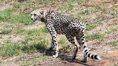 Sasha was among three cheetahs, who were not released into the wild earlier this March. (Representative file image) Sasha was among three cheetahs, who were not released into the wild earlier this March. (Representative file image)