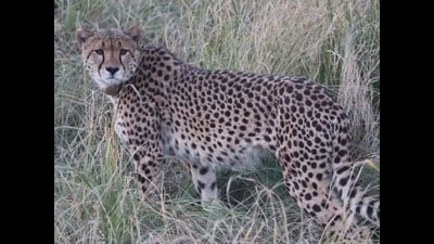 The cheetah, Sasha, died at around 8am on Monday. The cheetah, Sasha, died at around 8am on Monday.