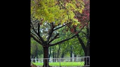 The symphonies of nature reverberate in my heart constantly. (HT File) The symphonies of nature reverberate in my heart constantly. (HT File)