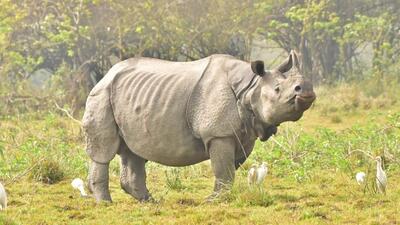 Zero rhino poaching was also reported in Assam in 1977. (HT PHOTO) Zero rhino poaching was also reported in Assam in 1977. (HT PHOTO)