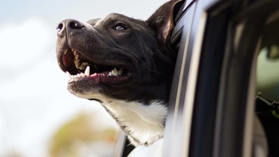 Pet insurance plan: Getting pet insurance can help cover any healthcare costs that may happen during the trip. This is recommended especially if you are travelling abroad with your dog. (Unsplash) Pet insurance plan: Getting pet insurance can help cover any healthcare costs that may happen during the trip. This is recommended especially if you are travelling abroad with your dog. (Unsplash)