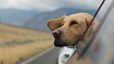 Travelling with your pet sounds like a lot of fun but it requires a lot of research and planning to make the trip comfortable and safe for your furry friend. Here are some tips every pet parent needs to know before travelling with your dog. (Unsplash) Travelling with your pet sounds like a lot of fun but it requires a lot of research and planning to make the trip comfortable and safe for your furry friend. Here are some tips every pet parent needs to know before travelling with your dog. (Unsplash)