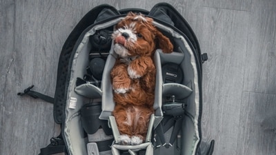 Vaccination records: Do not forget to pack a copy of your dog's vaccination records and his medication just in case you need them. (Unsplash) Vaccination records: Do not forget to pack a copy of your dog's vaccination records and his medication just in case you need them. (Unsplash)