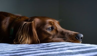 As a pet owner, it's important to be aware of genetic disorders that may affect your pet and take steps to manage or prevent them. (Unsplash) As a pet owner, it's important to be aware of genetic disorders that may affect your pet and take steps to manage or prevent them. (Unsplash)