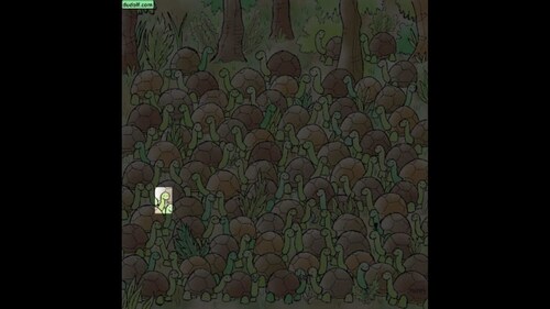 Viral Brain Teaser: The image highlights the tiny snake hidden among tortoises. (Facebook/@thedudolf) Viral Brain Teaser: The image highlights the tiny snake hidden among tortoises. (Facebook/@thedudolf)