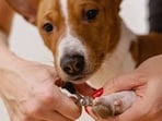 Summer is here, and as the temperature starts heating up, our furry friends need extra attention to stay healthy and comfortable. Proper grooming can keep your pet's coat healthy, make them feel fresher, and prevent skin irritations. But caring for your pet's fur during summer comes with a different set of challenges. Here are some Summer grooming tips for your pets that will have them looking and feeling their best.