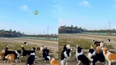 Temjen Imna Along shares video of dogs playing with a balloon. (Twitter/@AlongImna) Temjen Imna Along shares video of dogs playing with a balloon. (Twitter/@AlongImna)