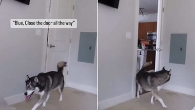 The image shows the well-behaved Siberian Husky dog who closed a door on pet mom's request. (Instagram/@imbluethesiberian) The image shows the well-behaved Siberian Husky dog who closed a door on pet mom's request. (Instagram/@imbluethesiberian)