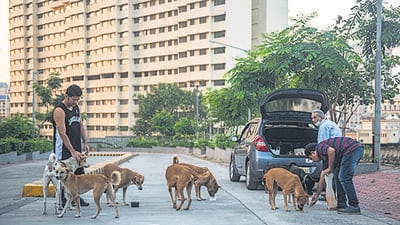 Mumbai, India - October 29, 2022: Residents of Castle Rock Complex feed stray dogs outside the building premises, at Powai, in Mumbai, India, on Saturday, October 29, 2022. (Photo by Pratik Chorge/Hindustan Times) (Pratik Chorge/HT PHOTO) Mumbai, India - October 29, 2022: Residents of Castle Rock Complex feed stray dogs outside the building premises, at Powai, in Mumbai, India, on Saturday, October 29, 2022. (Photo by Pratik Chorge/Hindustan Times) (Pratik Chorge/HT PHOTO)