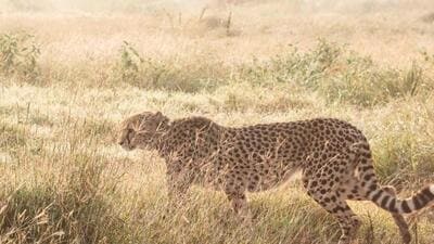 Sasha was facing renal issues before translocation and she died due to failure of both kidneys. (Cheetah Conservation Fund | Twitter) Sasha was facing renal issues before translocation and she died due to failure of both kidneys. (Cheetah Conservation Fund | Twitter)