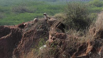 The Eurasian griffon vulture at Aravalli Biodiversity Park. Birders say the vulture is generally seen in the National Capital Region once a year, with the last sighting being in RK Puram in November 2022. (Anip Shankar) The Eurasian griffon vulture at Aravalli Biodiversity Park. Birders say the vulture is generally seen in the National Capital Region once a year, with the last sighting being in RK Puram in November 2022. (Anip Shankar)