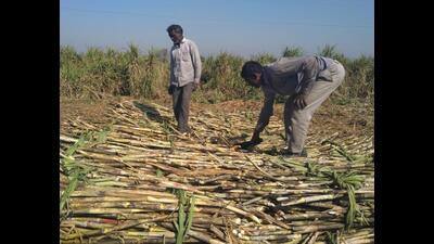 The new policy aims to incentivise sugarcane farmers in Bihar. (HT Photo)