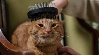 2. Brush their fur regularly: Regular grooming is an essential part of your pet's overall health, and it becomes even more crucial during the summer months. Brushing your pet's fur regularly will keep their fur healthy and clean, but it also helps remove dirt, debris, and parasites. Make sure to brush your pet's fur from their head all the way to their tail and use a brush that suits their coat type. (Pexels)
