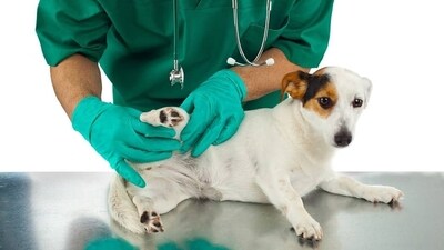 The most impressive part was how well it read and interpreted the blood test results, said the dog owner. (Pixabay/ Representative image) The most impressive part was how well it read and interpreted the blood test results, said the dog owner. (Pixabay/ Representative image)