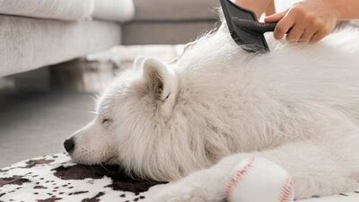 4. Trim their fur: During summertime, it's essential to trim your pet's fur to help them stay cool. A shorter cut will allow more air to circulate, and your pet will thank you for this. However, before grabbing those scissors, make sure you know the best way to trim your pet's fur or seek a professional groomer to do it for you. (Freepik)