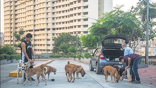 Mumbai, India - October 29, 2022: Residents of Castle Rock Complex feed stray dogs outside the building premises, at Powai, in Mumbai, India, on Saturday, October 29, 2022. (Photo by Pratik Chorge/Hindustan Times) (Pratik Chorge/HT PHOTO)