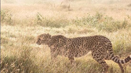 Sasha was facing renal issues before translocation and she died due to failure of both kidneys. (Cheetah Conservation Fund | Twitter)