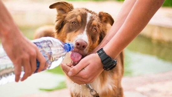 1. Keep them hydrated: Dehydration is a real concern during the summer months, especially if your pet spends most of their time outside. Water is vital to a pet's health, and it's crucial to keep them adequately hydrated by giving them enough access to water. Make sure you frequently provide water to your pets and avoid leaving them outside for too long in the heat.(Pixabay)